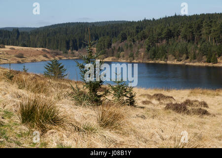 Un arbre par le lac de Kielder dans le Northumberland, en Angleterre. Les peuplements forestiers par le rivage. Banque D'Images