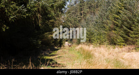 Un chevreuil dans la forêt de Kielder Park dans le Northumberland, en Angleterre. Le Woodland est également la maison de l'écureuil roux. Banque D'Images