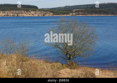 Lac de Kielder par arbre dans le Northumberland, en Angleterre. Le lac sert également de réservoir formé par le barrage de Kielder. Banque D'Images