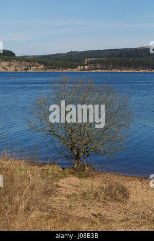 Lac de Kielder par arbre dans le Northumberland, en Angleterre. Le lac sert également de réservoir formé par le barrage de Kielder. Banque D'Images