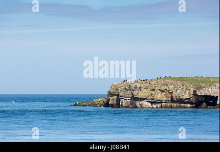 Llangefni Anglesey dans l'île, au nord du Pays de Galles avec abondants oiseaux Banque D'Images