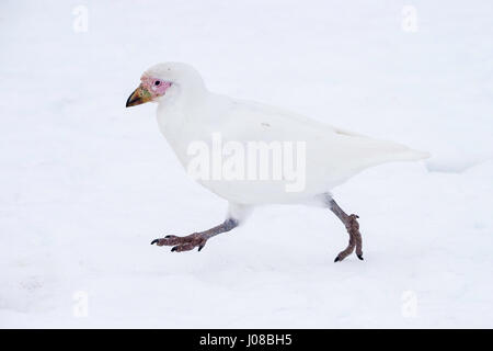 Sheathbill enneigés, Chionis albus, Port Lockroy, Île Wiencke, archipel Palmer, Péninsule Antarctique, l'Antarctique Banque D'Images