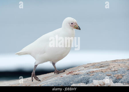 Sheathbill enneigés, Chionis albus, Port Lockroy, Île Wiencke, archipel Palmer, Péninsule Antarctique, l'Antarctique Banque D'Images