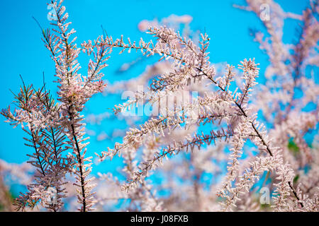 Le Tamarix meyeri Boiss Bush dans le jardin contre le ciel bleu Banque D'Images