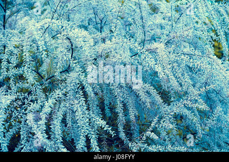 Vintage Blue Tamarix meyeri Boiss Bush dans le jardin Banque D'Images