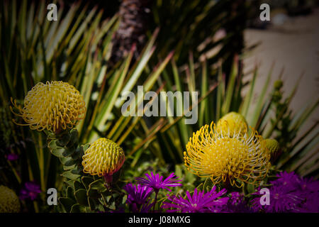 Protea pincushion jaunes avec des fleurs fleurs violettes Banque D'Images