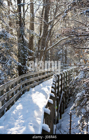 Neige de l'hiver avec un soleil sentier dans les bois. Banque D'Images