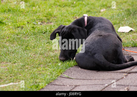 Un chiot labrador noir couché sur un tapis dans l'herbe à l'arrière de l'appareil photo à solennellement. Banque D'Images