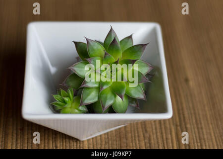 Succulentes vert vif dans un bol blanc Banque D'Images