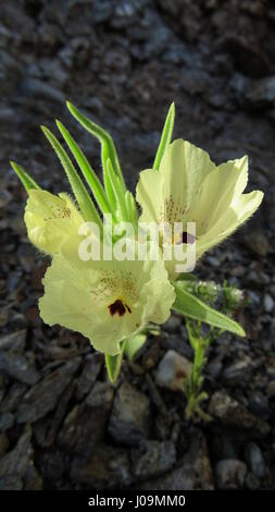 Mohavea confertiflora Ghost flower - contours du soleil dans le désert de Californie du Sud Banque D'Images