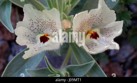 Mohavea confertiflora Ghost flower - contours du soleil dans le désert de Californie du Sud Banque D'Images