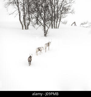 Trois rennes dans la montagne d'hiver du nord de la Norvège Banque D'Images