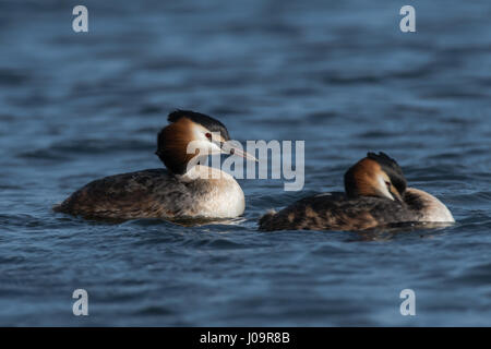 Paire de grands grèbes huppés (Podiceps cristatus). Les oiseaux d'élégant dans la famille Podicipedidae natation sur le lac à la baie de Cardiff, Pays de Galles, Royaume-Uni Banque D'Images