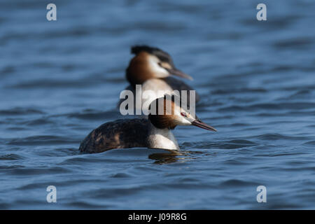 Grèbe huppé (Podiceps cristatus) paire. Les oiseaux d'élégant dans la famille Podicipedidae natation sur le lac à la baie de Cardiff, Pays de Galles, Royaume-Uni Banque D'Images