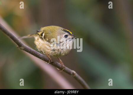 Goldcrest (Regulus regulus) perché sur branche. Le plus petit oiseau de la famille des Sylviidae, humide après splashing in stream Banque D'Images