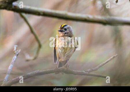 Goldcrest (Regulus regulus) debout sur une branche. Le plus petit oiseau de la famille des Sylviidae, humide après splashing in stream Banque D'Images