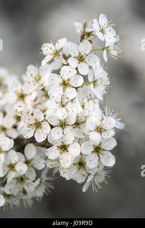 Fleurs sur prunellier (Prunus spinosa). Fleurs blanches sur l'arbuste de la famille des rosacées (Rosaceae), abondants dans le printemps à la campagne britannique Banque D'Images