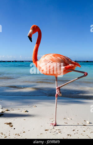 Les meilleures plages d'Aruba : Flamingo Beach de l'hôtel Renaissance