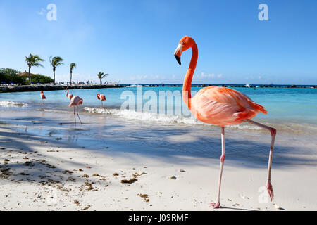 Les meilleures plages d'Aruba : Flamingo Beach de l'hôtel Renaissance Banque D'Images