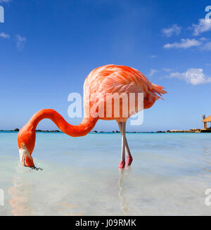 Les meilleures plages d'Aruba : Flamingo Beach de l'hôtel Renaissance Banque D'Images