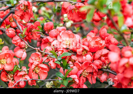 Chaenomeles superba cognassier rose rouge 'trail' dans un jardin Banque D'Images