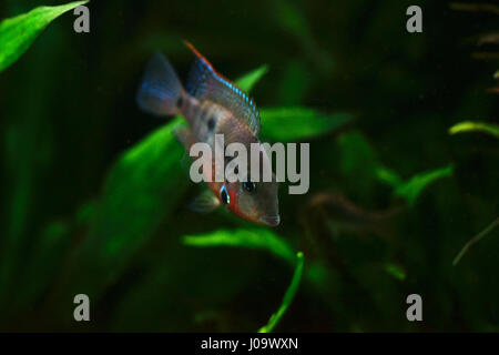 Meeky ciclasoma thorichthys meeki, ou des poissons d'eau douce Banque D'Images