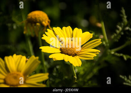 Photo d'un chrysanthème coronarium, prises dans un champ pendant le début de saison du printemps à Majorque. Banque D'Images