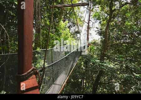 Passerelle surélevée longue sur la cime des arbres, dans les forêts tropicales - Bornéo, Malaisie Banque D'Images