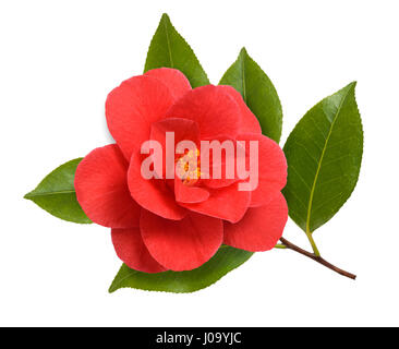 Direction générale de la fleur de camélia avec isolé sur fond blanc Banque D'Images