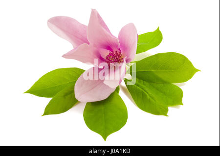 Magnolia rose isolé sur fond blanc Banque D'Images