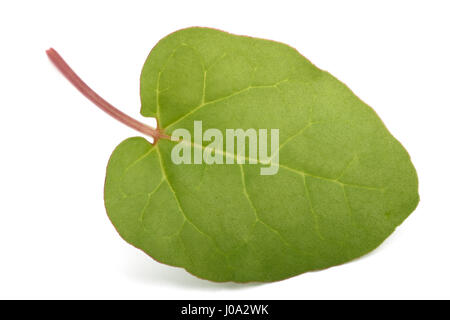 Feuilles de rhubarbe fraîche isolé sur fond blanc Banque D'Images