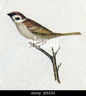 Cette chaîne de caractères semble être du texte codé ou brouillé. Il ne correspond pas à un titre ou à une référence reconnaissable. Plus de contexte ou de clarification peut être nécessaire pour déterminer le sujet. Banque D'Images