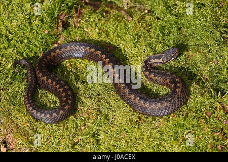 Viper européen commun (Vipera berus) Bain de soleil sur la mousse, Schleswig-Holstein, Allemagne Banque D'Images