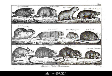 Planche 67 de l'Encyclopédie méthodique, un ouvrage complet sur la mammalogie, présentant des illustrations de différents mammifères avec des descriptions scientifiques. Cette plaque présente des représentations détaillées visant à éduquer sur l'anatomie des mammifères et la différenciation des espèces. Banque D'Images