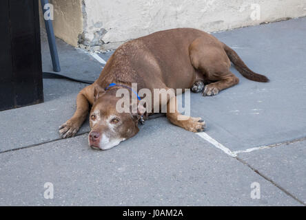 American Staffordshire Terrier en laisse à l'extérieur d'un restaurant Banque D'Images