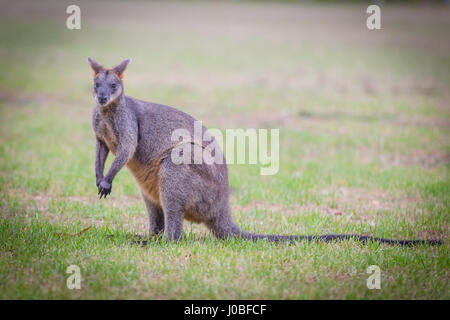 Les Wallabies (Wallabia bicolor) se nourrissent d'herbe Banque D'Images