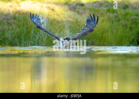 De superbes images ont capturé un balbuzard pêcheur avec une envergure de cinq pieds affichant une vitesse étonnante et de la compétence pour plumer un malheureux poisson hors de l'eau. La spectaculaire séquence montre les deux pieds de longueur de plume d'oiseau de proie dans l'eau et récupérer les malheureux poissons avec ses serres avant de s'envoler à nouveau. L'Osprey pêche consulté directement à l'appareil photo, comme il s'envole pour profiter de la pêche du jour. Les incroyables images ont été prises en Finlande par Environmental Group Manager et photographe amateur Vladimir Kogan (44) de ou Agiva, Israël. Banque D'Images