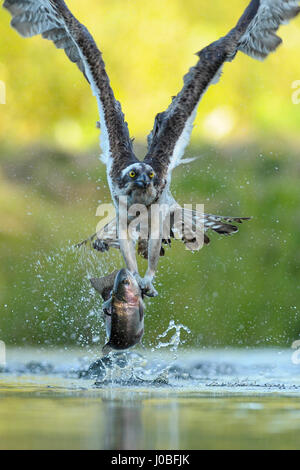 De superbes images ont capturé un balbuzard pêcheur avec une envergure de cinq pieds affichant une vitesse étonnante et de la compétence pour plumer un malheureux poisson hors de l'eau. La spectaculaire séquence montre les deux pieds de longueur de plume d'oiseau de proie dans l'eau et récupérer les malheureux poissons avec ses serres avant de s'envoler à nouveau. L'Osprey pêche consulté directement à l'appareil photo, comme il s'envole pour profiter de la pêche du jour. Les incroyables images ont été prises en Finlande par Environmental Group Manager et photographe amateur Vladimir Kogan (44) de ou Agiva, Israël. Banque D'Images