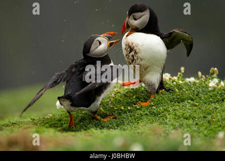 SKOMER ISLAND, le Pays de Galles : deux proches des macareux moines ont été cassé bénéficiant d'une escapade romantique ensemble à Skomer Island au Pays de Galles. Alors que les images de la paire ne leur montrer leurs ailes battantes à chaque autre dans ce qui ressemble à un amant-s tiff, cependant l'affectueux d'oiseaux ont été plus tard sur la photo se regarder dans les yeux comme ils frolicked dans un champ et d'apprécier le coucher de soleil ensemble. Les macareux sont même engagés dans un peu de jouer les combats, obtenir eux-mêmes mucky dans le processus. Photographe Danny Green a pris les images tout en visitant l'île forte colonie de macareux 6 000, qui nichent ju Banque D'Images