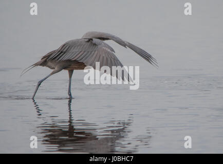 Floride, USA : des images spectaculaires montrent une paire d'aigrettes rougeâtre gracieusement valser dans les airs que l'un chasse l'autre après l'attrapant la pêche dans son territoire. Les incroyables photographies montrent les oiseaux de répandre leur féroce près de quatre pieds de large ailes comme ils tissent dans et hors de l'essai pour esquiver l'autre. Une autre photo montre le moment un oiseau presque en collision avec les autres d'avertir de rester à l'écart. Les magnifiques photos ont été prises à Merritt Island, près de Titusville, Floride, USA par photographe animalier, Karen King (60) de Apopka, Florida, USA. De prendre ses photos, Karen utilisé Banque D'Images