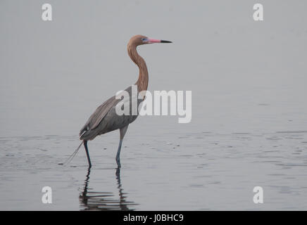 Floride, USA : des images spectaculaires montrent une paire d'aigrettes rougeâtre gracieusement valser dans les airs que l'un chasse l'autre après l'attrapant la pêche dans son territoire. Les incroyables photographies montrent les oiseaux de répandre leur féroce près de quatre pieds de large ailes comme ils tissent dans et hors de l'essai pour esquiver l'autre. Une autre photo montre le moment un oiseau presque en collision avec les autres d'avertir de rester à l'écart. Les magnifiques photos ont été prises à Merritt Island, près de Titusville, Floride, USA par photographe animalier, Karen King (60) de Apopka, Florida, USA. De prendre ses photos, Karen utilisé Banque D'Images