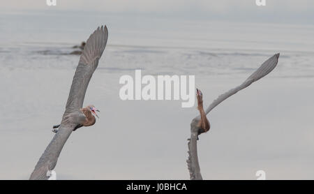 Floride, USA : des images spectaculaires montrent une paire d'aigrettes rougeâtre gracieusement valser dans les airs que l'un chasse l'autre après l'attrapant la pêche dans son territoire. Les incroyables photographies montrent les oiseaux de répandre leur féroce près de quatre pieds de large ailes comme ils tissent dans et hors de l'essai pour esquiver l'autre. Une autre photo montre le moment un oiseau presque en collision avec les autres d'avertir de rester à l'écart. Les magnifiques photos ont été prises à Merritt Island, près de Titusville, Floride, USA par photographe animalier, Karen King (60) de Apopka, Florida, USA. De prendre ses photos, Karen utilisé Banque D'Images