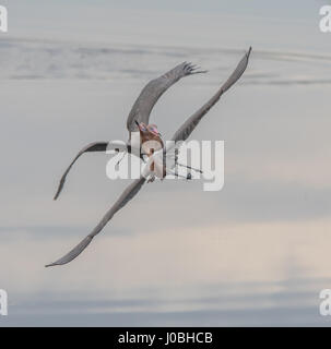 Floride, USA : des images spectaculaires montrent une paire d'aigrettes rougeâtre gracieusement valser dans les airs que l'un chasse l'autre après l'attrapant la pêche dans son territoire. Les incroyables photographies montrent les oiseaux de répandre leur féroce près de quatre pieds de large ailes comme ils tissent dans et hors de l'essai pour esquiver l'autre. Une autre photo montre le moment un oiseau presque en collision avec les autres d'avertir de rester à l'écart. Les magnifiques photos ont été prises à Merritt Island, près de Titusville, Floride, USA par photographe animalier, Karen King (60) de Apopka, Florida, USA. De prendre ses photos, Karen utilisé Banque D'Images