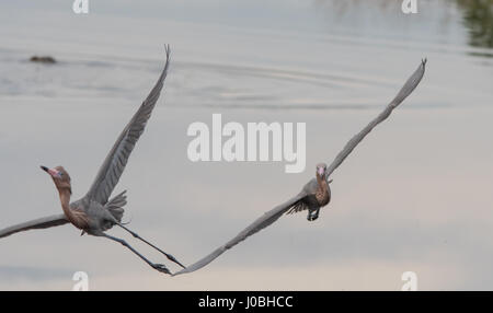 Floride, USA : des images spectaculaires montrent une paire d'aigrettes rougeâtre gracieusement valser dans les airs que l'un chasse l'autre après l'attrapant la pêche dans son territoire. Les incroyables photographies montrent les oiseaux de répandre leur féroce près de quatre pieds de large ailes comme ils tissent dans et hors de l'essai pour esquiver l'autre. Une autre photo montre le moment un oiseau presque en collision avec les autres d'avertir de rester à l'écart. Les magnifiques photos ont été prises à Merritt Island, près de Titusville, Floride, USA par photographe animalier, Karen King (60) de Apopka, Florida, USA. De prendre ses photos, Karen utilisé Banque D'Images