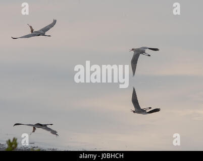 Floride, USA : des images spectaculaires montrent une paire d'aigrettes rougeâtre gracieusement valser dans les airs que l'un chasse l'autre après l'attrapant la pêche dans son territoire. Les incroyables photographies montrent les oiseaux de répandre leur féroce près de quatre pieds de large ailes comme ils tissent dans et hors de l'essai pour esquiver l'autre. Une autre photo montre le moment un oiseau presque en collision avec les autres d'avertir de rester à l'écart. Les magnifiques photos ont été prises à Merritt Island, près de Titusville, Floride, USA par photographe animalier, Karen King (60) de Apopka, Florida, USA. De prendre ses photos, Karen utilisé Banque D'Images