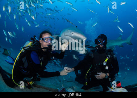 Floride, USA : une proposition sous-marine avec les requins évite de justesse passe très mal que le fiancé nerveux est filmé en train de perdre son emprise sur l'anneau de diamant au moment crucial. Photos et video show l'unique proposition de mariage ayant lieu sous l'eau avec une foule de spectateurs y compris les requins Tigre et de citron et d'autres formes de vie marine. Le couple était également représenté le partage d'un baiser ainsi que la pose pour s'enclenche avec un requin. L'aimé-up duo Ulises Flores (37) et Cassondra Jensen (27) de Wellington en Floride, s'est réuni grâce à leur passion commune pour les chevaux. Ulises un groom équin et Cassondra Banque D'Images