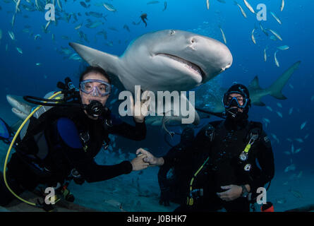 Floride, USA : une proposition sous-marine avec les requins évite de justesse passe très mal que le fiancé nerveux est filmé en train de perdre son emprise sur l'anneau de diamant au moment crucial. Photos et video show l'unique proposition de mariage ayant lieu sous l'eau avec une foule de spectateurs y compris les requins Tigre et de citron et d'autres formes de vie marine. Le couple était également représenté le partage d'un baiser ainsi que la pose pour s'enclenche avec un requin. L'aimé-up duo Ulises Flores (37) et Cassondra Jensen (27) de Wellington en Floride, s'est réuni grâce à leur passion commune pour les chevaux. Ulises un groom équin et Cassondra Banque D'Images