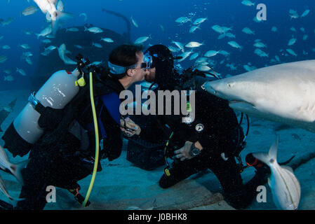 Floride, USA : une proposition sous-marine avec les requins évite de justesse passe très mal que le fiancé nerveux est filmé en train de perdre son emprise sur l'anneau de diamant au moment crucial. Photos et video show l'unique proposition de mariage ayant lieu sous l'eau avec une foule de spectateurs y compris les requins Tigre et de citron et d'autres formes de vie marine. Le couple était également représenté le partage d'un baiser ainsi que la pose pour s'enclenche avec un requin. L'aimé-up duo Ulises Flores (37) et Cassondra Jensen (27) de Wellington en Floride, s'est réuni grâce à leur passion commune pour les chevaux. Ulises un groom équin et Cassondra Banque D'Images