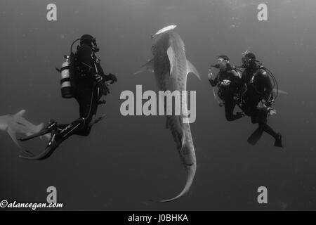 Floride, USA : une proposition sous-marine avec les requins évite de justesse passe très mal que le fiancé nerveux est filmé en train de perdre son emprise sur l'anneau de diamant au moment crucial. Photos et video show l'unique proposition de mariage ayant lieu sous l'eau avec une foule de spectateurs y compris les requins Tigre et de citron et d'autres formes de vie marine. Le couple était également représenté le partage d'un baiser ainsi que la pose pour s'enclenche avec un requin. L'aimé-up duo Ulises Flores (37) et Cassondra Jensen (27) de Wellington en Floride, s'est réuni grâce à leur passion commune pour les chevaux. Ulises un groom équin et Cassondra Banque D'Images