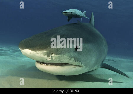 Une femme de 14 pieds de long requin tigre nage jusqu'à proximité de la caméra. Un gros plan d'un sortilège de seize ans et demi-pied de long requin tigre bordure lentement hors de l'obscurité de la mer a été capturé. La collection de photos montre comment un groupe de plongeurs ont été en mesure de voir de près et personnels avec les prédateurs qui semblent être tout à fait heureux de poser pour des photos. D'autres images montrent tiger et requins citrons nageant ensemble en harmonie et même un poisson-papillon fait une apparition. Les images ont été prises par le photojournaliste Steve Rosenberg (67) de l'Arizona, USA quand il s'est rendu dans la plage du tigre Banque D'Images